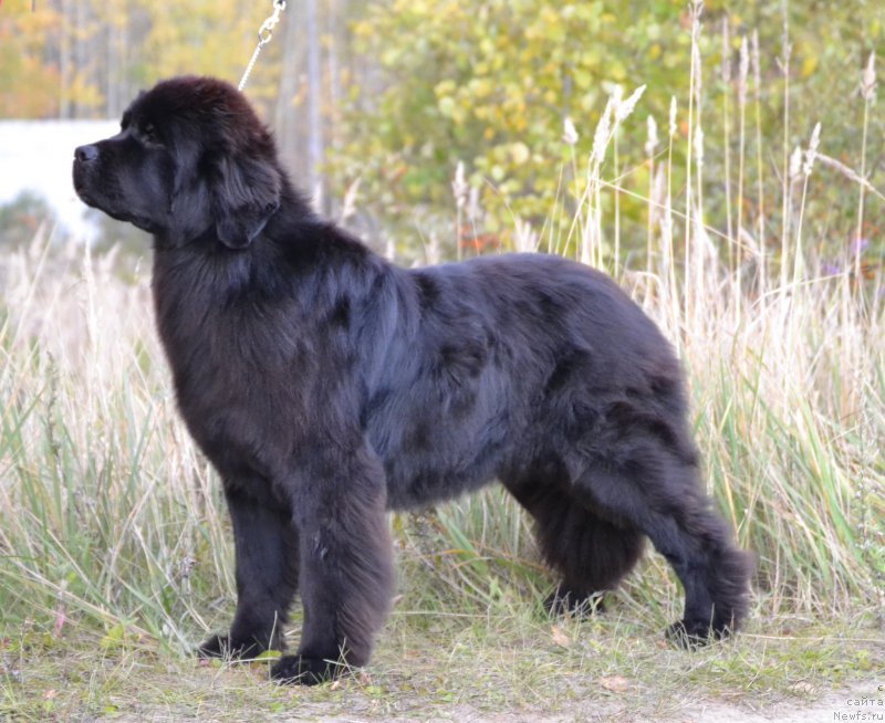 Фотография № 194535