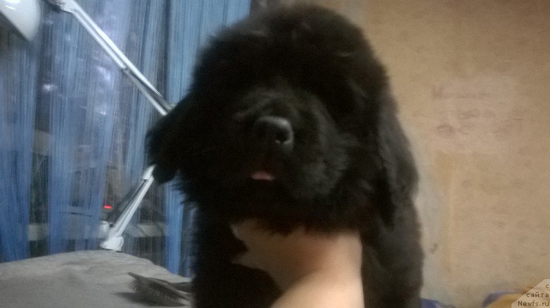 Фото: ньюфаундленд Britanika (Британика)