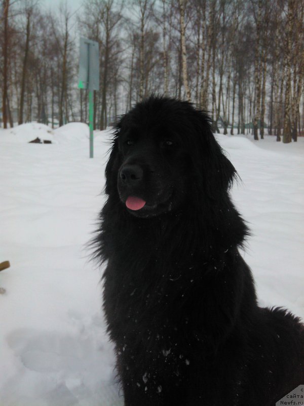 Фото: ньюфаундленд Amazonka (Амазонка)
