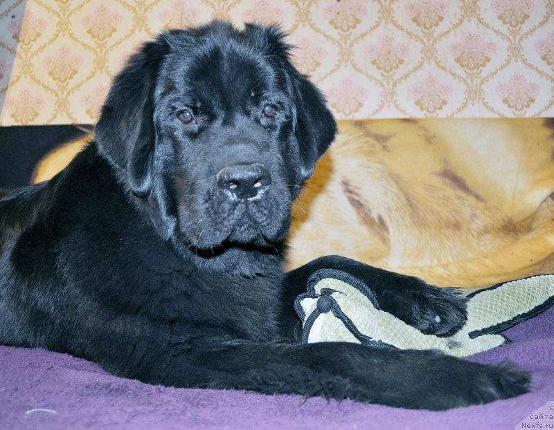 Фотография № 194544