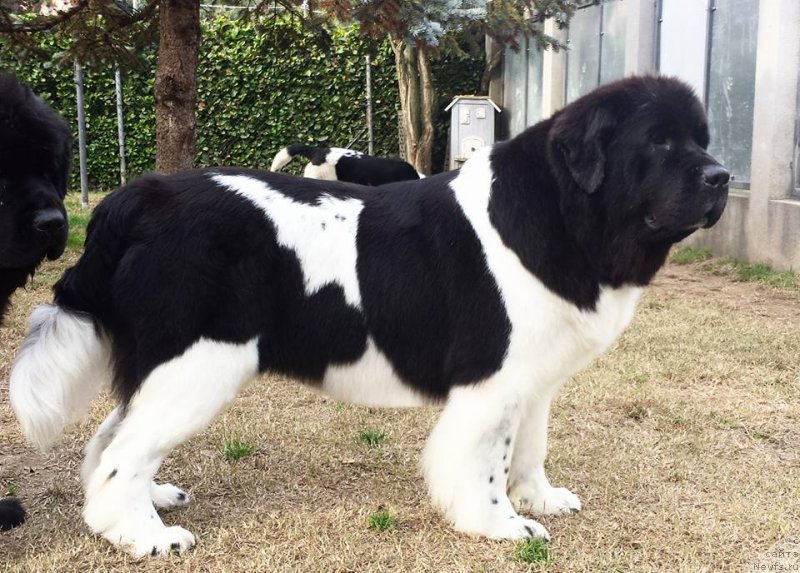 Фото: ньюфаундленд Diplomatics Child for Dreamblack