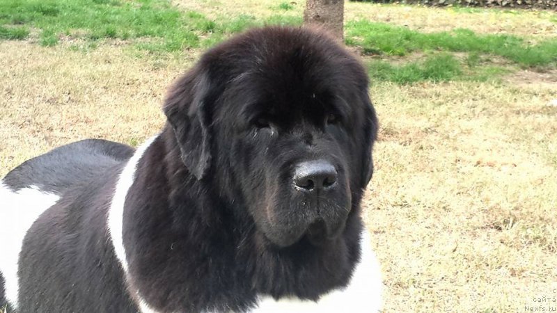 Фото: ньюфаундленд Diplomatics Child for Dreamblack