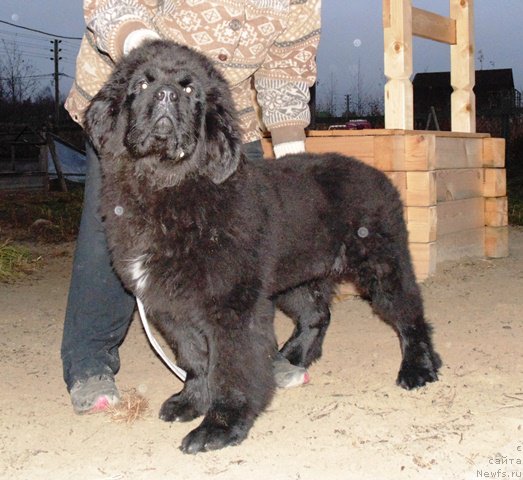 Фото: ньюфаундленд Super Premium Ular (Супер Премиум Улар)