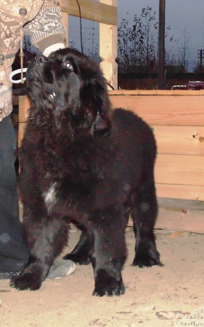 Фото: ньюфаундленд Super Premium Ular (Супер Премиум Улар)