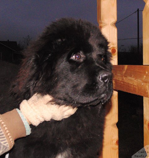 Фото: ньюфаундленд Super Premium Ular (Супер Премиум Улар)