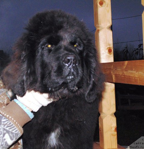 Фото: ньюфаундленд Super Premium Ular (Супер Премиум Улар)