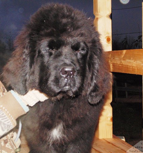 Фото: ньюфаундленд Super Premium Ular (Супер Премиум Улар)