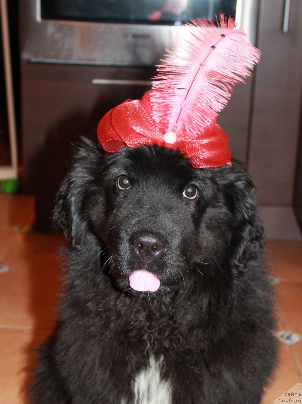 Фотография № 194563