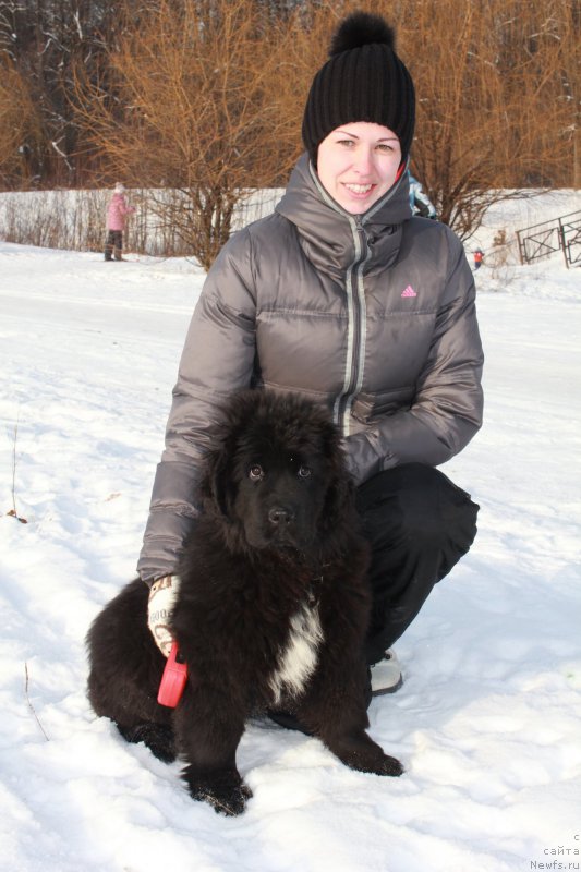 Фото: ньюфаундленд Siberit Sunshine Tourmaline (Сиберит Суншине Тоурмалине), Акулова Н.