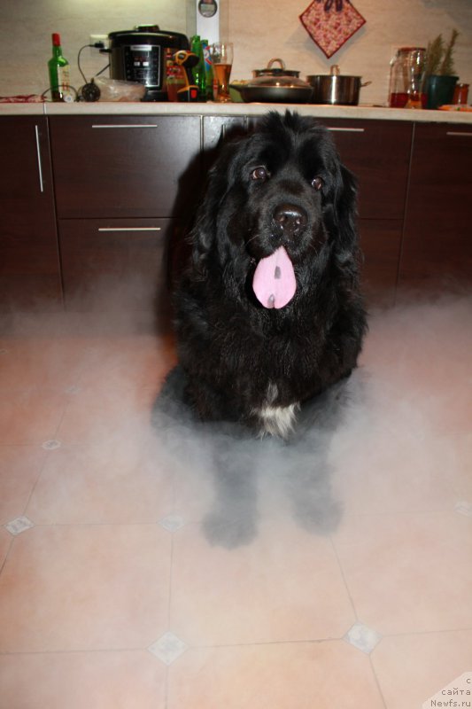 Фото: ньюфаундленд Siberit Sunshine Tourmaline (Сиберит Суншине Тоурмалине)