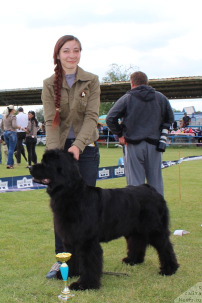 Фото: ньюфаундленд Eva Vialiki Miadzvedz (Ева Вялiкi Мядзведзь)
