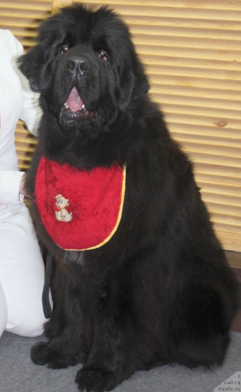 Фотография № 194594