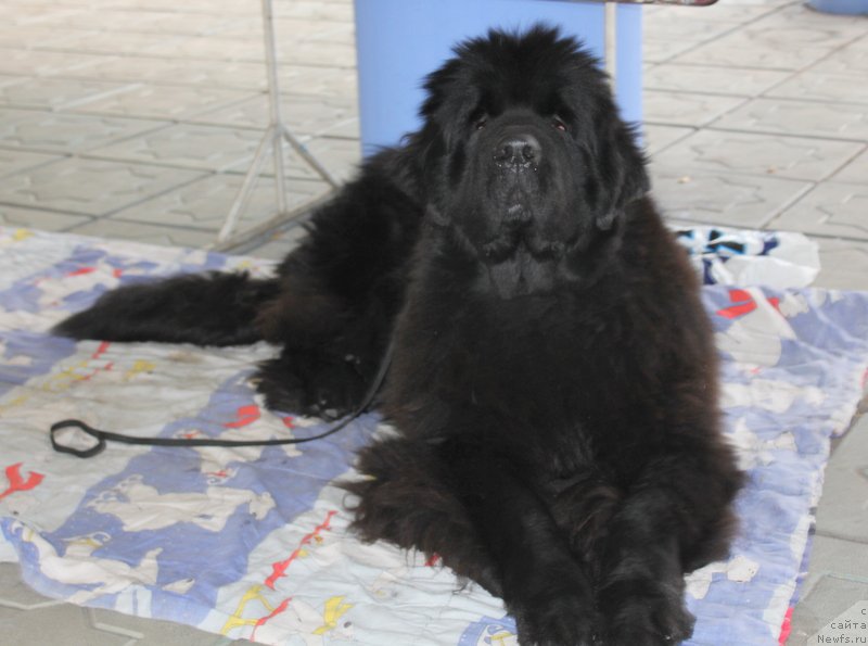 Фотография № 194595