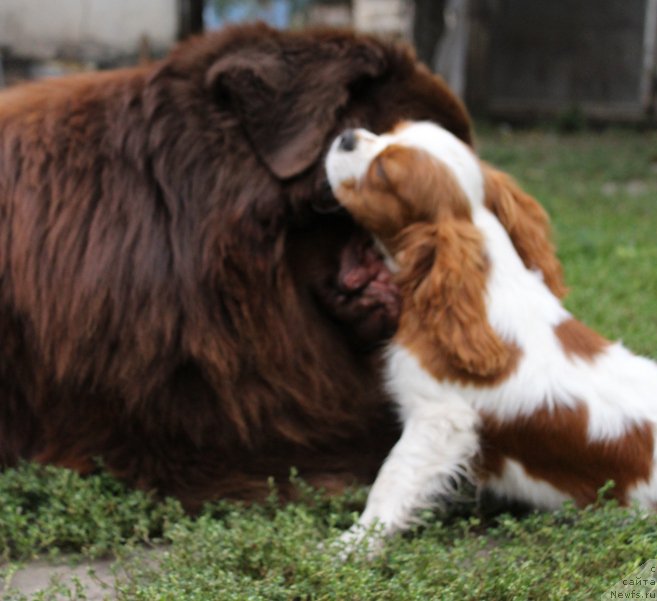 Фото: ньюфаундленд Newettas Zauran