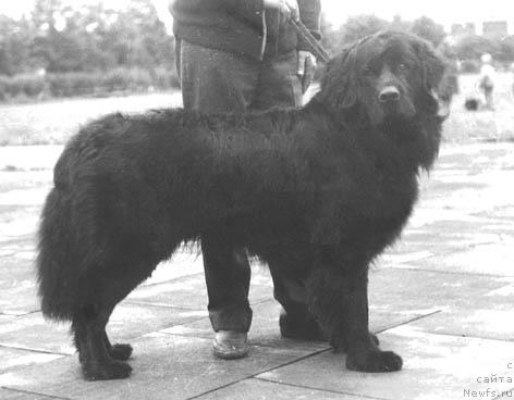 Фото: ньюфаундленд Timor (Тимор)