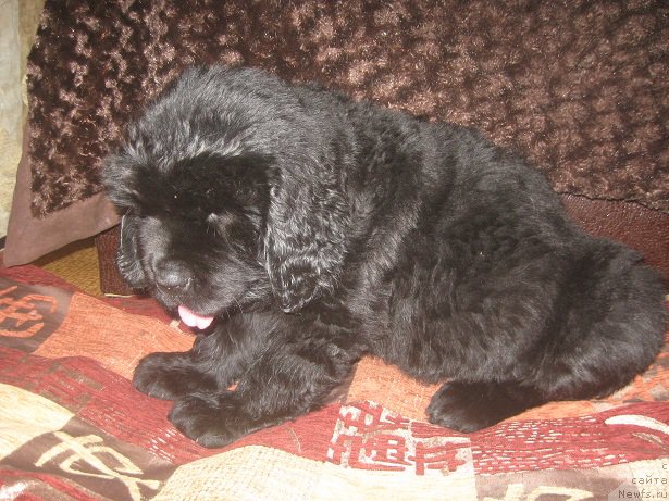 Фотография № 194614