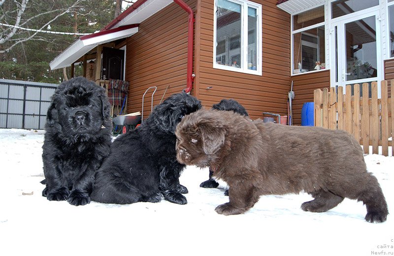 Фото: ньюфаундленд Super Bizon O La La (Супер Бизон О Ла Ла), ньюфаундленд Super Bizon Otis Tobias (Супер Бизон Отис Тобиас), почти в стойке
