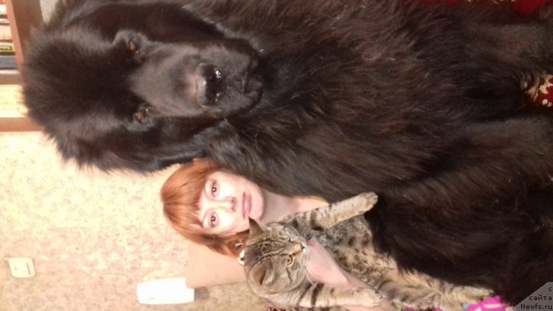 Фото: ньюфаундленд Bi Perfekt Aladar Hranitel' Roda (Би Перфект Аладар Хранитель Рода)