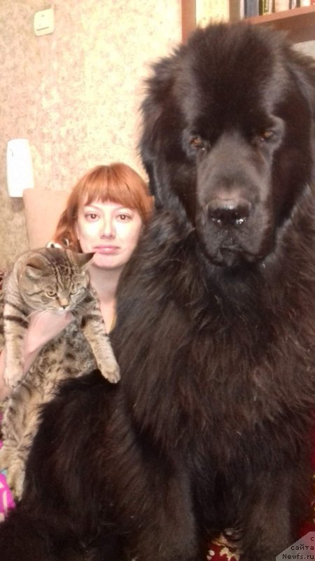Фото: ньюфаундленд Bi Perfekt Aladar Hranitel' Roda (Би Перфект Аладар Хранитель Рода), Elena Cyiganova (Елена Цыганова)