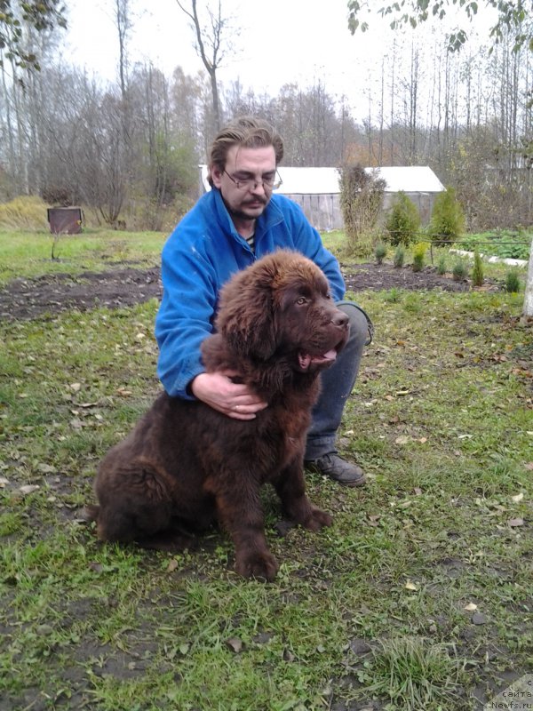 Фото: ньюфаундленд Brownblood MSK Zhani Osher (Браунблад МСК Жани Ошер)