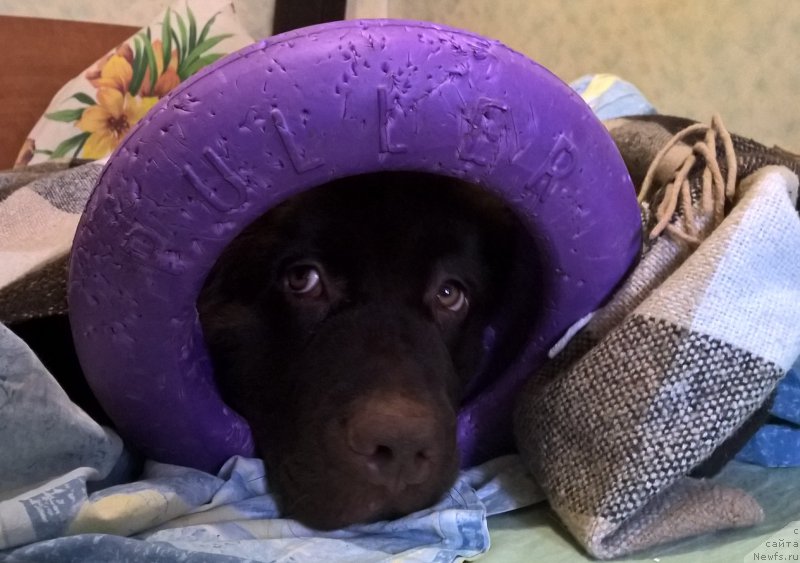 Фото: ньюфаундленд Brownblood MSK Zhanara Haya (Браунблад МСК Жанара Хайя)