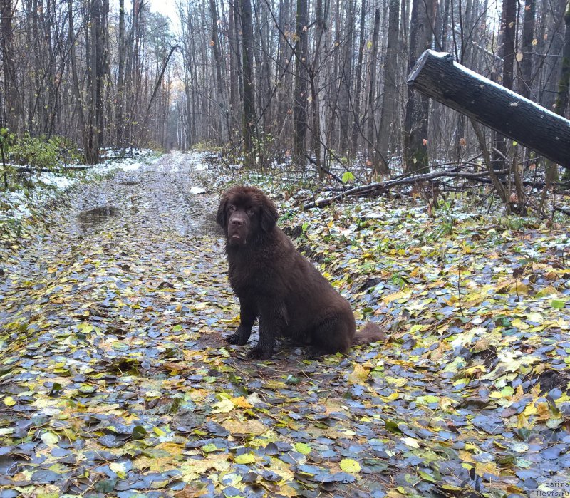 Фото: ньюфаундленд Brownblood MSK Zhanara Haya (Браунблад МСК Жанара Хайя)