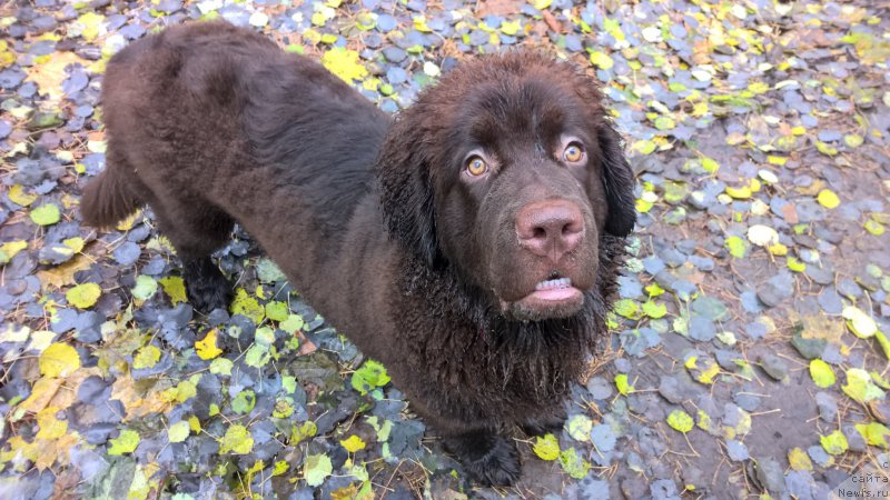 Фото: ньюфаундленд Brownblood MSK Zhanara Haya (Браунблад МСК Жанара Хайя)