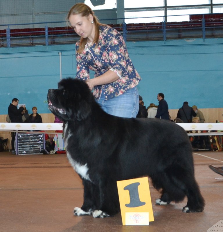 Фото: ньюфаундленд Promise To Love Midnight Bear (Promise To Love Midnight Bear), Anastasiya Zalivako (Анастасия Заливако)