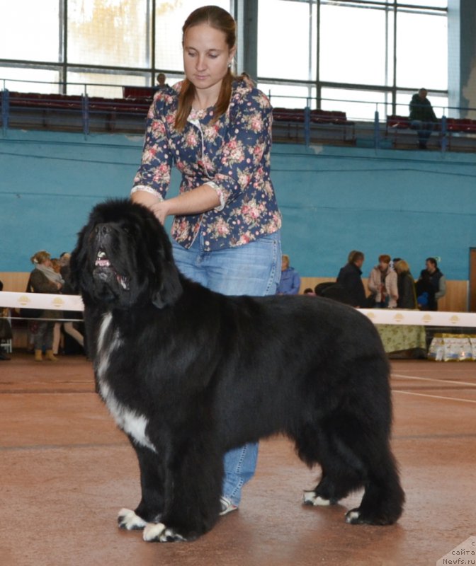 Фото: ньюфаундленд Promise To Love Midnight Bear (Promise To Love Midnight Bear), Anastasiya Zalivako (Анастасия Заливако)