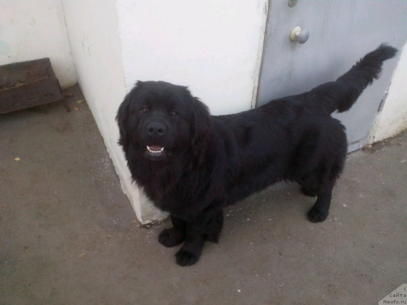 Фото: ньюфаундленд Akvian Song Perfekt Byella (Аквиан Сонг Перфект Бэлла)