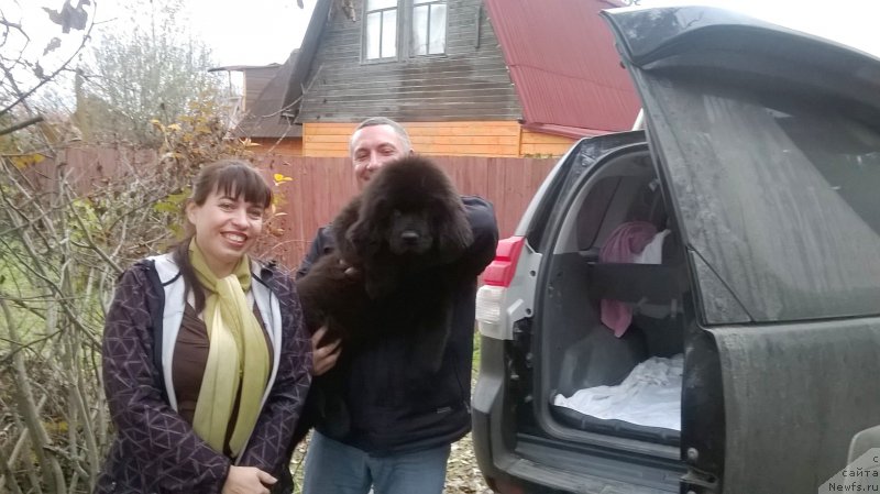 Фото: ньюфаундленд Chernaya Mafia Ace in the Hole (Черная Мафия Асе ин тхе Холе)