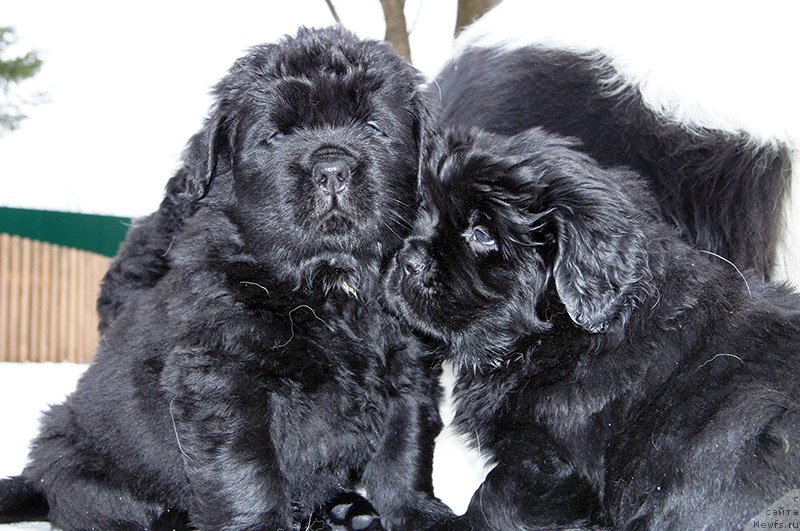 Фото: ньюфаундленд Super Bizon O La La (Супер Бизон О Ла Ла), ньюфаундленд Super Bizon Ollisiya (Супер Бизон Оллисия)