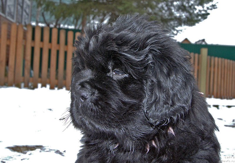 Фото: ньюфаундленд Super Bizon Ollisiya (Супер Бизон Оллисия)