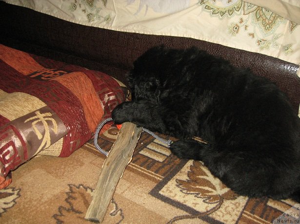 Фото: ньюфаундленд S'Nejnaya V'yuga Big Rashshen Boss (С'Нежная Вьюга Биг Рашшен Босс)