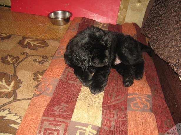 Фото: ньюфаундленд S'Nejnaya V'yuga Big Rashshen Boss (С'Нежная Вьюга Биг Рашшен Босс)