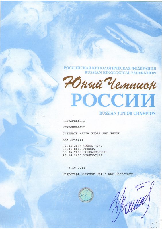 Фото: ньюфаундленд Chernaya Mafia Short and Sweet (Черная Мафия Шорт анд Свеет)
