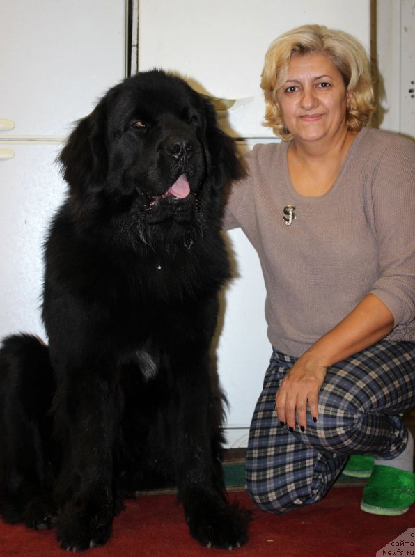 Фото: ньюфаундленд Brownblood MSK Helfi Best Armani (Браунблад МСК Хелфи Бэст Армани)