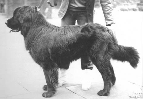 Фото: ньюфаундленд SHah (Шах)