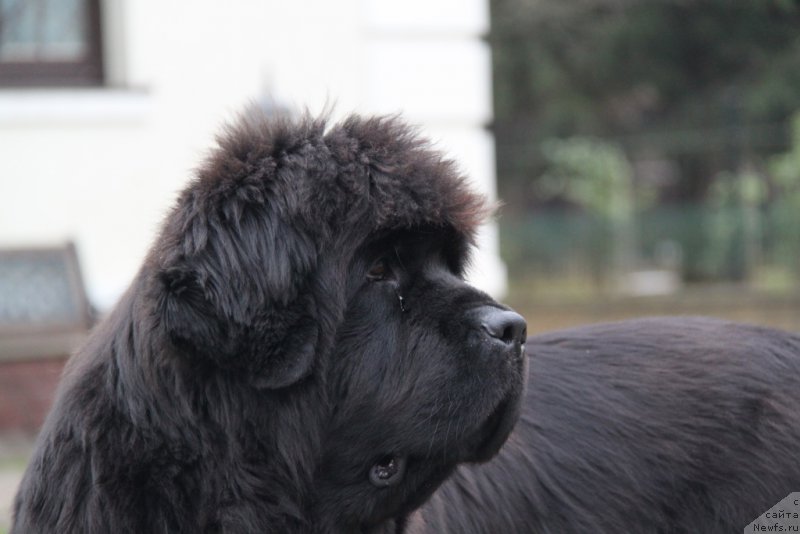 Фото: ньюфаундленд S'Nezhnaya Vjuga Amorone Sartori (С'Нежная Вьюга Амороне Сартори)