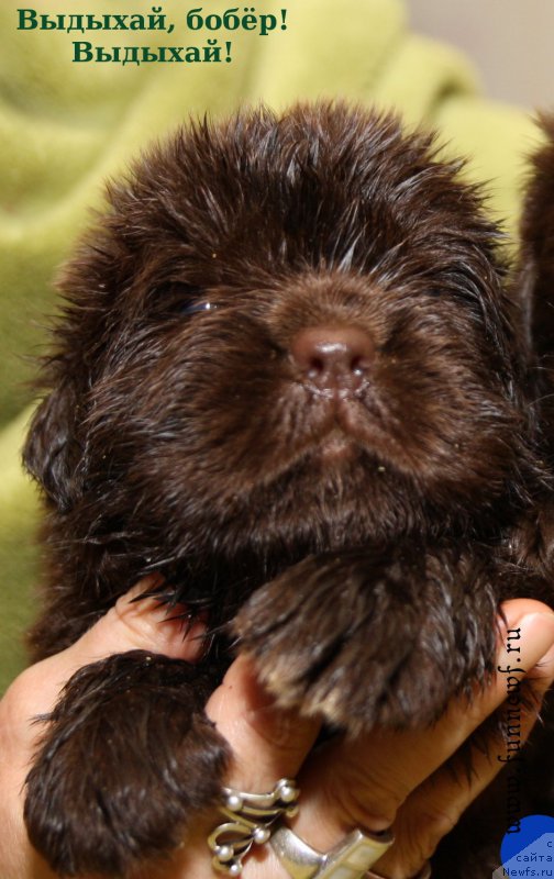 Фотография № 194745