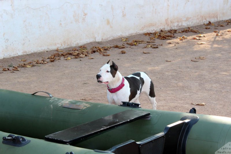 Фотография № 194759