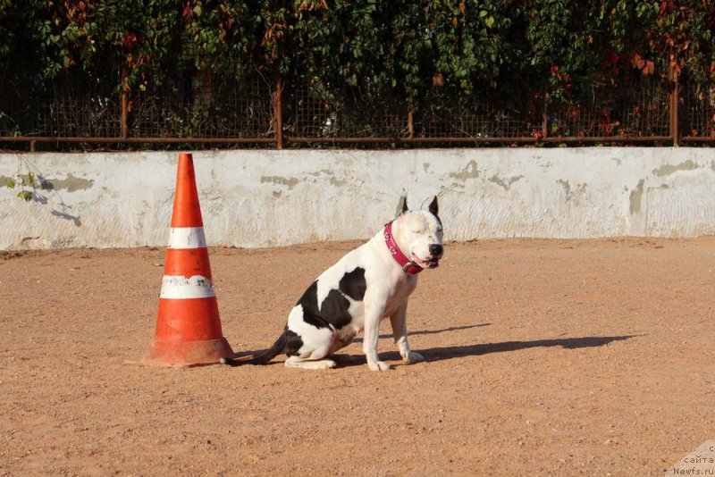 Фотография № 194761