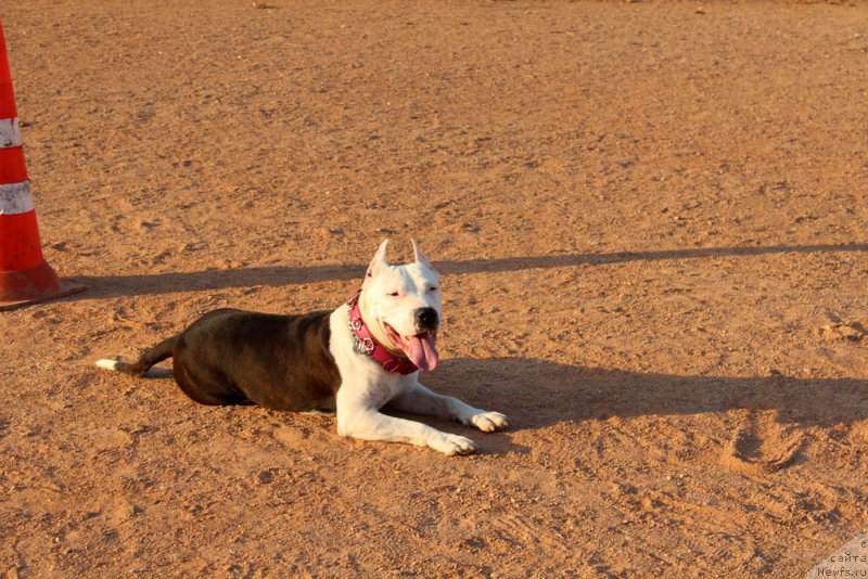 Фотография № 194766