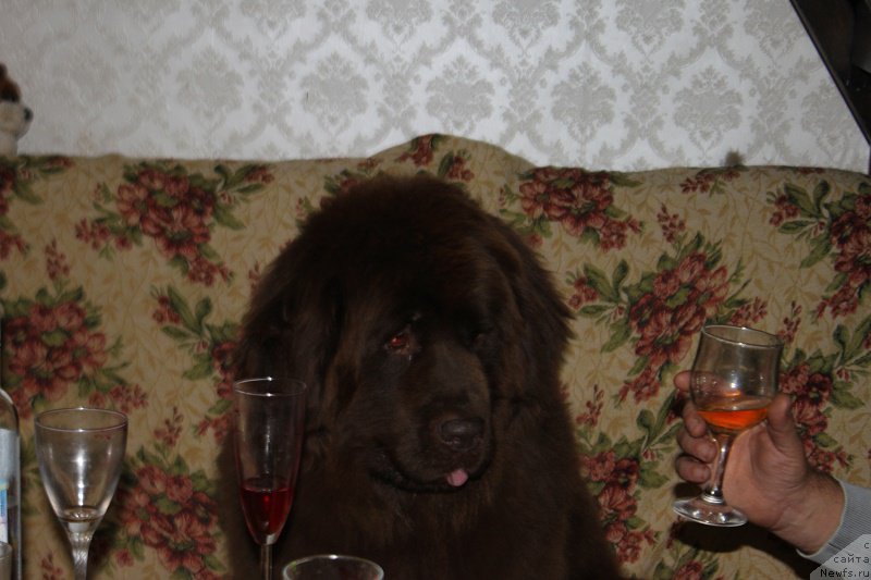 Фото: ньюфаундленд Ocharovashka s Berega Dona (Очаровашка с Берега Дона)