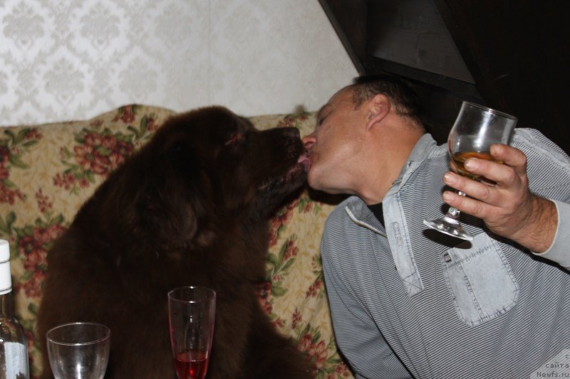 Фото: ньюфаундленд Ocharovashka s Berega Dona (Очаровашка с Берега Дона)