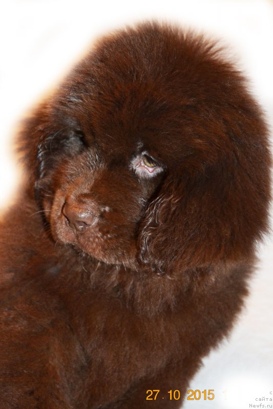 Фото: ньюфаундленд CHernyiy Balu Zlatovlaska (Черный Балу Златовласка)