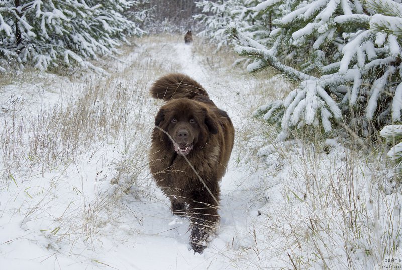Фото: ньюфаундленд Sverkayuzhaya Gora Mashame (Сверкающая Гора Машаме)