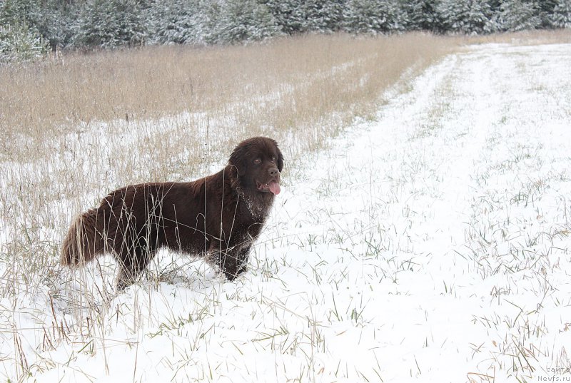 Фотография № 194793