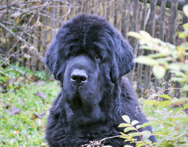 Фотография № 194796