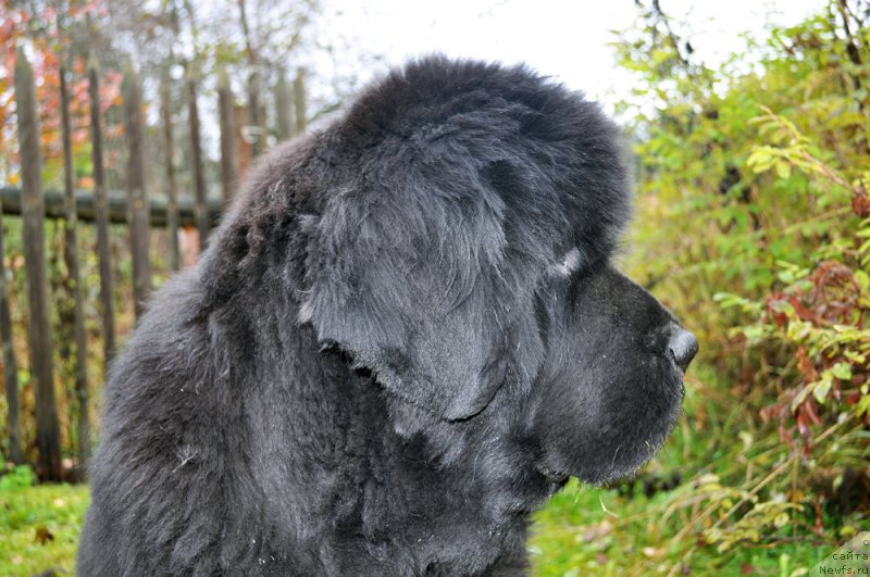 Фотография № 194797